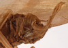 CollectionObject 1534702; f6a49883-4a52-4f0c-8e85-2f41d2782e43: male cerci (syntype of Mataeus longipennis). (CollectionObject).
