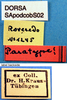 CollectionObject 1530676; bb2eff46-a62c-4d6c-9169-0e30a5663eaf: labels (syntype). (CollectionObject).