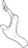 Aedeagus, lateral view on Asymmetrasca kishtwarensis (Sharma, 1984) now Asymmetrasca kaicola (Dworakowska, 1982): Aedeagus, lateral view. (Observation).