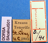 CollectionObject 1530664; 7eeebed3-8622-4c7e-9567-3f46908fc93f: labels (syntype of Caloptenus vulcanius). (CollectionObject).