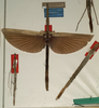 CollectionObject 1558808; 9985ca52-8b0d-40e7-ae15-204762b3215d, NMW 978: copyright NMW, Vienna. female (lectotype, wings open) otherwise male and female (paralectotypes). (CollectionObject).