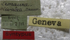 labels (syntype). Depicts CollectionObject 1505854; 0ec91475-1236-4b8a-86a3-019aee997e4e, a CollectionObject.