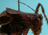 CollectionObject 1544439; 6dfcd56e-0989-4694-a481-df0b43db4c27: male pronotum lateral view (holotype). (CollectionObject).