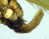 CollectionObject 1501729; 8b48c11e-f516-4a15-aeef-91b6f03c5d89: ovipositor (paralectotype). (CollectionObject).