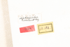 CollectionObject 1531304; 2ddf6dcd-6a1c-47b1-858d-3140fa7c5a1c: male, labels (syntype). (CollectionObject).