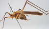 CollectionObject 1517245; 57f1528c-887a-4794-84cc-bf315baeaa8d: male, lateral view (holotype). (CollectionObject).