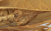 CollectionObject 1541604; 9d7c23b1-3480-491f-91cf-035500c57ceb: female subgenital plate (paratype). (CollectionObject).