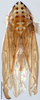 Habitus, dorsal view on Capoideus cuprescens (Naudé, 1926): Capoideus cuprescens, dorsal habitus (INHS). (Observation).