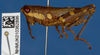 CollectionObject 1518904; c626d056-65f4-4a5a-b7b0-51098f7fa0fc: female, lateral view (holotype). (CollectionObject).