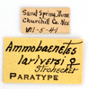 CollectionObject 1578268; 36e5ef0a-6cef-418c-b4e9-978231e5a425: labels (paratype). (CollectionObject).