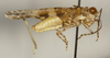 CollectionObject 1527201; 1bb3500e-be35-4f72-a7e6-1467ca8eb0c5: male, lateral view (holotype). (CollectionObject).