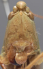 female face (holotype). Depicts CollectionObject 1505696; f71099c5-ebd6-438a-aaf7-1ff8b05dcbe2, a CollectionObject.