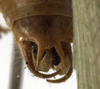 CollectionObject 1529758; 4554ef4a-8d2d-4596-bc58-86be39b7192c: male abdomen tip, dorsal view (holotype). (CollectionObject).