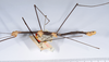 CollectionObject 1560560; 24a9f81f-b1c5-41c3-9fef-8a99e6bdb5b9: copyright ANSP. male, lateral view (holotype). (CollectionObject).