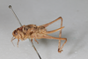 CollectionObject 1475709; bced1609-a909-4c85-a40e-1e5e2a1ef9df: Female, lateral view (syntype). (CollectionObject).