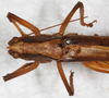 CollectionObject 1531370; NMW 4876, 7528f25f-e97e-4687-9714-84ace6f15c15: male, dorsal view (holotype). (CollectionObject).