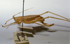 CollectionObject 1532846; NMW 3224892, 4c4818d0-387b-45ea-83a4-cf298433c533: female habitus lateral view (syntype). (CollectionObject).
