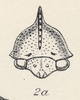 Head: !! display not done !! on Grandolobus inaequalis (Fowler, 1896): (Observation).