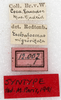 CollectionObject 1531535; 6a6e5aee-c08f-4ea4-a82b-dc30dabdc301: labels (syntype). (CollectionObject).