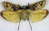 CollectionObject 1500611; 7d35663d-95d8-4a8e-8257-2b1535c543eb, DORSA BTweipraHTM: male, dorsal view (holotype). (CollectionObject).