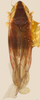 Habitus, dorsal view on Erythridula atrimucronata (Beamer, 1930): Habitus (holotype, KSEM collection). (Observation).