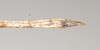 CollectionObject 1556952; NHMUK(SF IMPORT DUPLICATE) 844974-844975, a895fb1e-3f78-4fd2-b3a3-929a25a06fb2: copyright Natural History Museum, London. female: end of abdomen, lateral view of Anophelepis rhipheus (syntype). (CollectionObject).