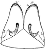 Subgenital plate: !! display not done !! on Adarrus ellisi Dlabola, 1980: Subgenital plate. (Observation).
