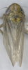 Habitus, dorsal view on Falcitettix (Falcitettix) guttiger (Kusnezov, 1929): as Mocuellus sibiricus. (Observation).