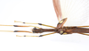 CollectionObject 1590106; be58cf26-d909-414b-87ae-70962e65b819: copyright Oskar Conle. male: head & thorax, dorsal view (paratype). (CollectionObject).;CollectionObject 1590107; f4a8f720-5892-4ac5-af73-0928f7a08f83: copyright Oskar Conle. male: head & thorax, dorsal view (paratype). (CollectionObject).