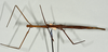 CollectionObject 1561193; e15a0b15-6a04-4cc4-8d19-90d38c185c17: copyright USNM, Washington. (CollectionObject).