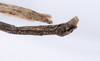 CollectionObject 1559086; 191866a6-e339-4106-8e17-5b325599de48: copyright ANSP. male: end of abdomen, ventral view (holotype). (CollectionObject).