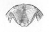 Ceuthophilus (Ceuthophilus) crassifemoris Hubbell, 1929: Fig. 664. Epiproct of male. (Otu).