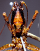 CollectionObject 1503286; 7ee12bd4-0afb-4546-a722-cee242a834c2: male frons. (CollectionObject).