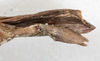 CollectionObject 1561456; 210b211b-1ca0-4b94-8d3e-219cefd491d5: copyright MHNG Geneva. female: end of abdomen, ventral view (holotype). (CollectionObject).
