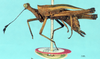 CollectionObject 1517897; ad9f2a00-e5dc-48ae-a87b-1ca3b54a9626, NHMUK10924424: female, lateral view (holotype). (CollectionObject).