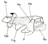 Pyrgacris relictus Descamps, 1968: Fig. 30.2 (after Descamps 1968). phallic complex, lateral view. (Otu).