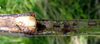 Aphis (Aphis) decepta Hottes & Frison, 1931: on damage stem of Pastinaca sativa (Photo:Ling-Hsiu). (Otu).