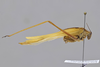 CollectionObject 1593842; f2339e5b-0cee-40f8-afea-f48e9a988d15: male, lateral view. (CollectionObject).