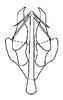 Aedeagus, posterior view: !! display not done !! on Curtara (Curtara) cometa DeLong & Freytag, 1976: Male: aedeagus, posterior view. (Observation).