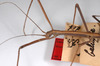 CollectionObject 1563571; 933df58e-b954-4a25-86f1-aed56a6561ba: copyright ZMHB, Berlin. male: head & thorax, lateral view (syntype). (CollectionObject).