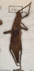 CollectionObject 1558899; fdc49d7f-f24d-4b51-b281-7920ae13f35f: copyright St. Petersburg. female, dorsal view (paralectotype). (CollectionObject).