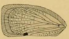 Forewing on Anormenis obtusa (Melichar, 1902) now Anormenis media (Melichar, 1902): (Observation).