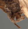 CollectionObject 1505768; 4204899d-69b9-41cb-9e55-bd4e808dbc54: male, abdomen tip (syntype). (CollectionObject).