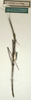 CollectionObject 1557708; 0e363921-3e98-405f-95cb-1a639f28b174, NMW 526: copyright NMW, Vienna. male of synonym Carausius macerrimus (holotype). (CollectionObject).