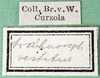labels. Depicts CollectionObject 1479645; 7ce98464-c105-4d7b-9d72-5a3e2f42368c, a CollectionObject.