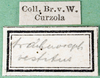CollectionObject 1479645; 7ce98464-c105-4d7b-9d72-5a3e2f42368c: labels. (CollectionObject).