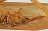 CollectionObject 1534699; ff1d96fe-631e-4577-905a-72d333e070ad: male cerci (syntype of Mataeus longipennis). (CollectionObject).