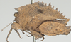 CollectionObject 1577224; c9ad63e8-4552-4421-a9b9-ef3799245e46: female, lateral view. (CollectionObject).