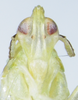 Head: !! display not done !! on Saccharosydne saccharivora (Westwood, 1833): (Observation).