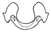 Aleuas lineatus Stål, 1878: Fig. 30H. epiphallus, frontal view. (Otu).